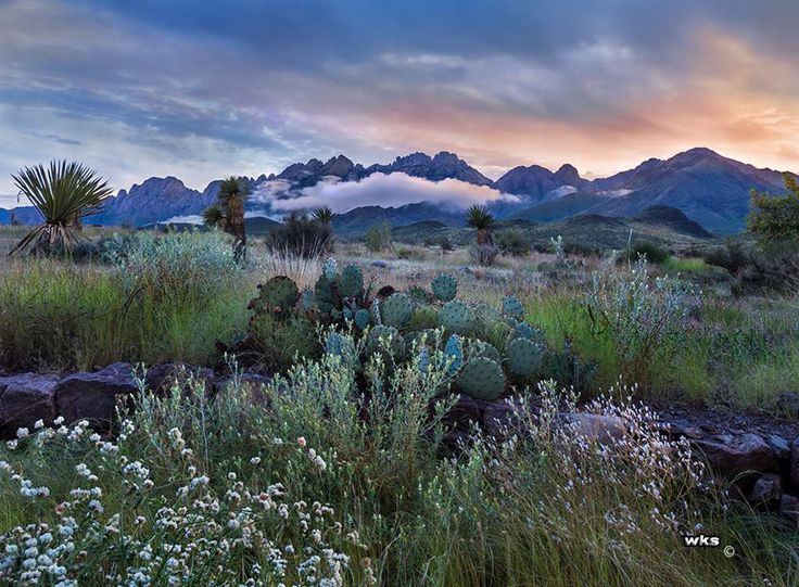 A desert landscape with mountains in the background.
