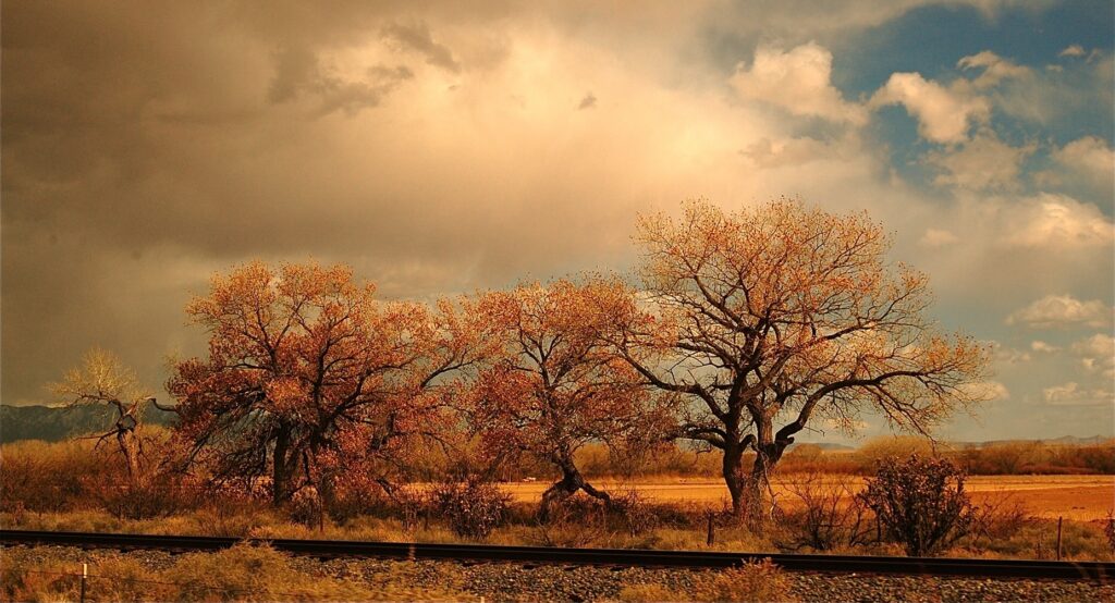 A group of trees in the middle of an open field.